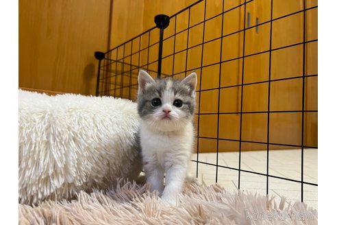 成約済の茨城県のスコティッシュフォールド-72038の5枚目